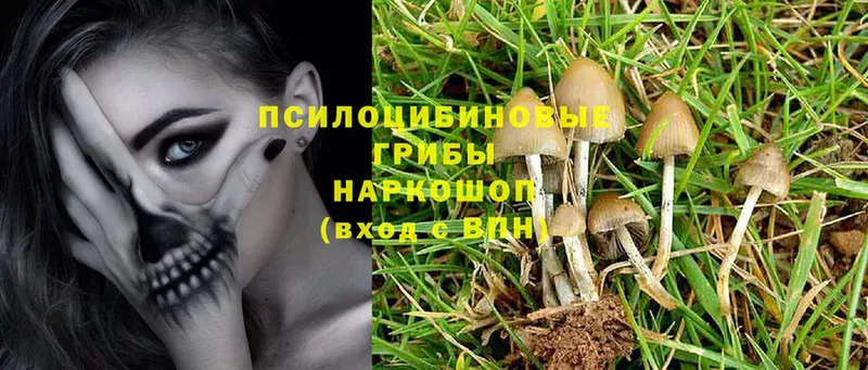 Галлюциногенные грибы Cubensis  блэк спрут ССЫЛКА  это формула  Елец 